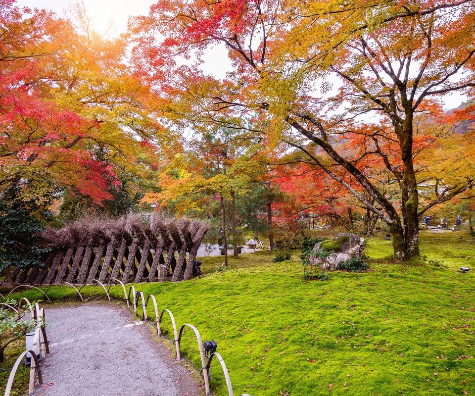 Обои деревья, природа, листья, парк, дорожка, trees, nature, leaves, park, track разрешение 4928x3280 Загрузить