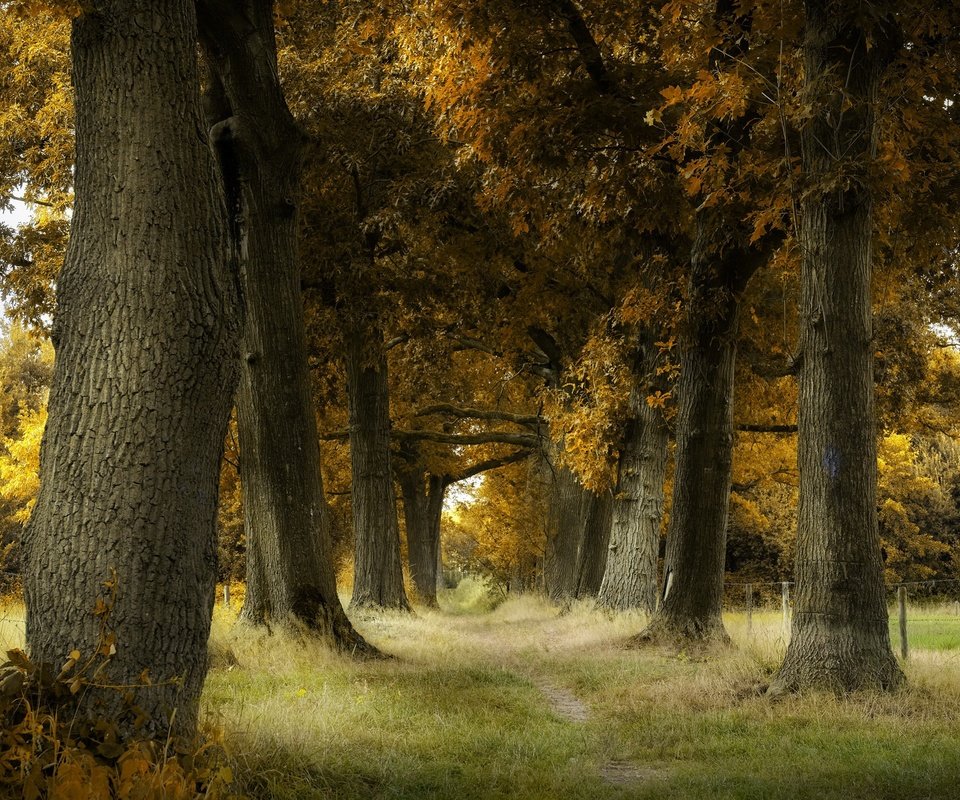 Обои деревья, стволы, осень, тропинка, trees, trunks, autumn, path разрешение 2048x1365 Загрузить