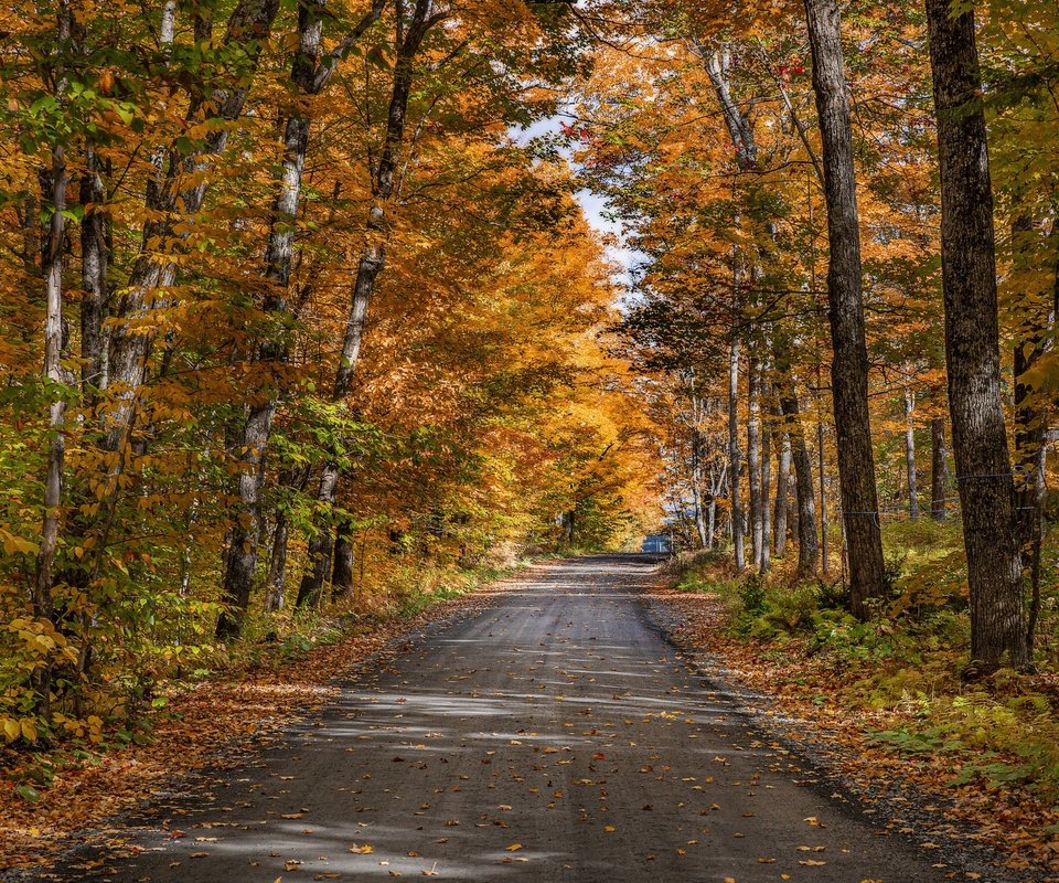 Обои дорога, деревья, природа, лес, осень, road, trees, nature, forest, autumn разрешение 3840x2160 Загрузить