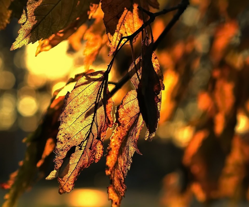 Обои природа, листья, осень, nature, leaves, autumn разрешение 2048x1367 Загрузить