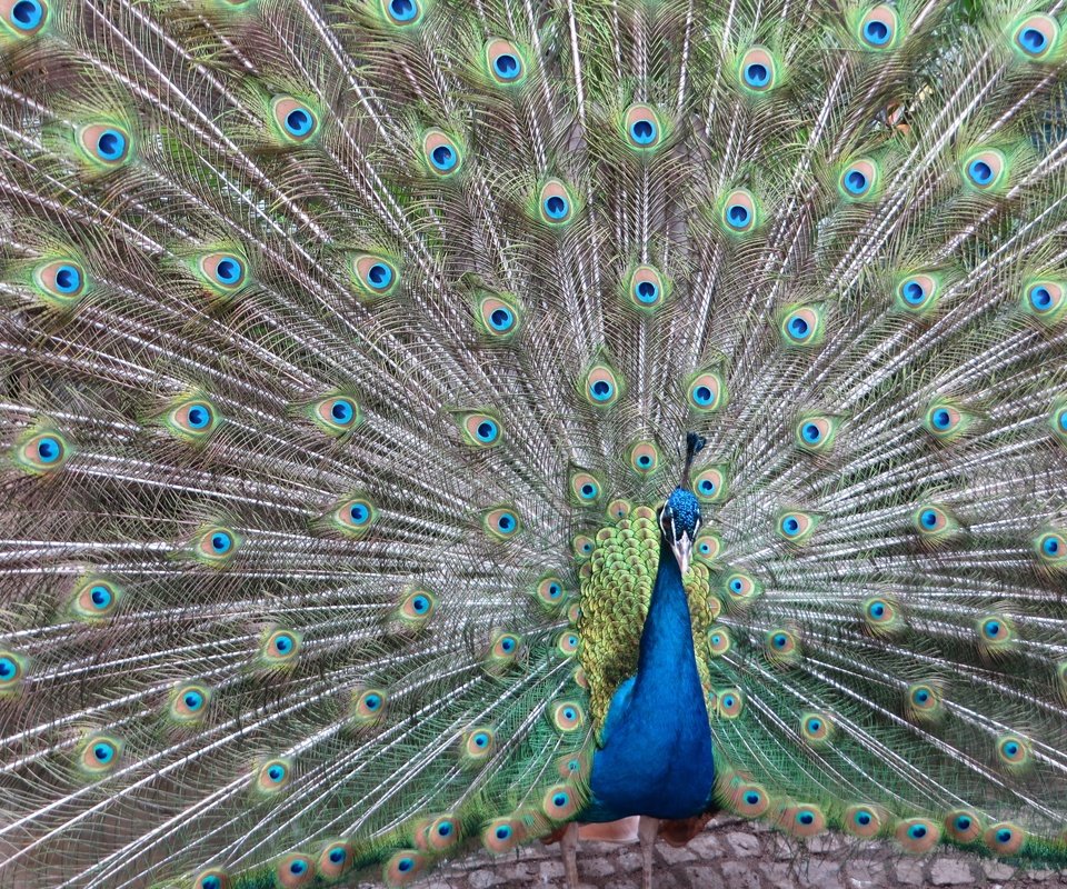 Обои павлин, peacock разрешение 4000x3000 Загрузить