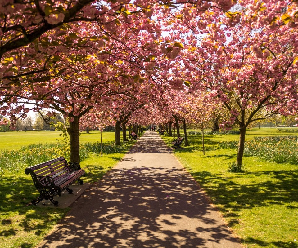 Обои цветение, парк, тень, весна, скамейка, солнечный свет, flowering, park, shadow, spring, bench, sunlight разрешение 6000x4000 Загрузить