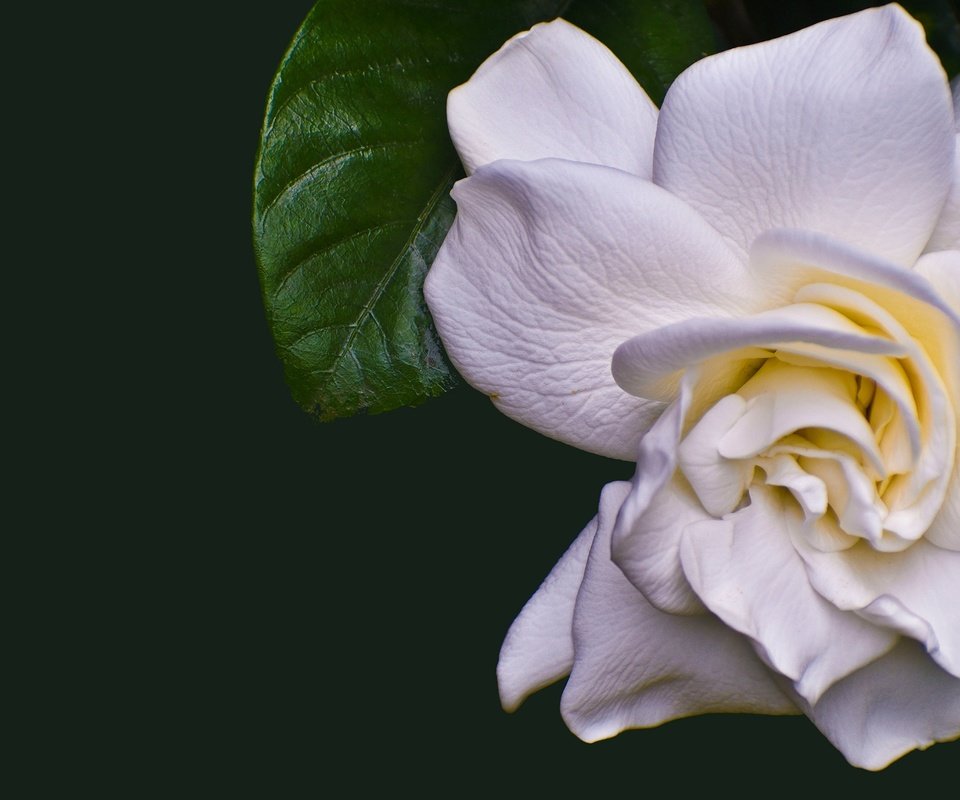 Обои белая, камелия, white, camellia разрешение 2880x1620 Загрузить