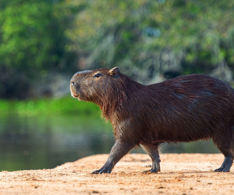 Обои берег, водоем, профиль, прогулка, капибара, shore, pond, profile, walk, the capybara разрешение 3840x2556 Загрузить