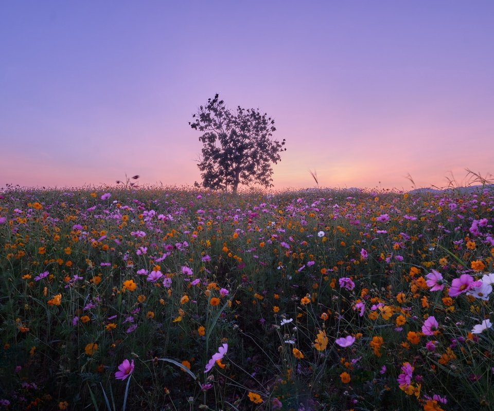 Обои цветы, дерево, луг, тайланд, космея, flowers, tree, meadow, thailand, kosmeya разрешение 2048x1365 Загрузить