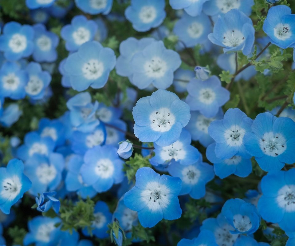 Обои цветы, голубые, немофила, flowers, blue, nemophila разрешение 4240x2384 Загрузить