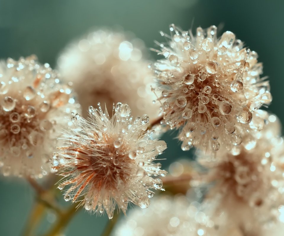 Обои цветы, макро, капли, flowers, macro, drops разрешение 2048x1300 Загрузить