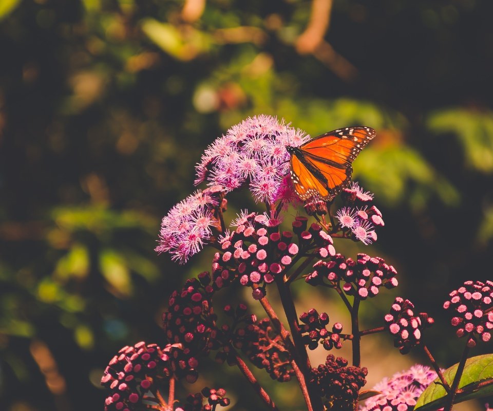 Обои цветы, природа, макро, насекомое, лето, бабочка, боке, flowers, nature, macro, insect, summer, butterfly, bokeh разрешение 4800x3200 Загрузить