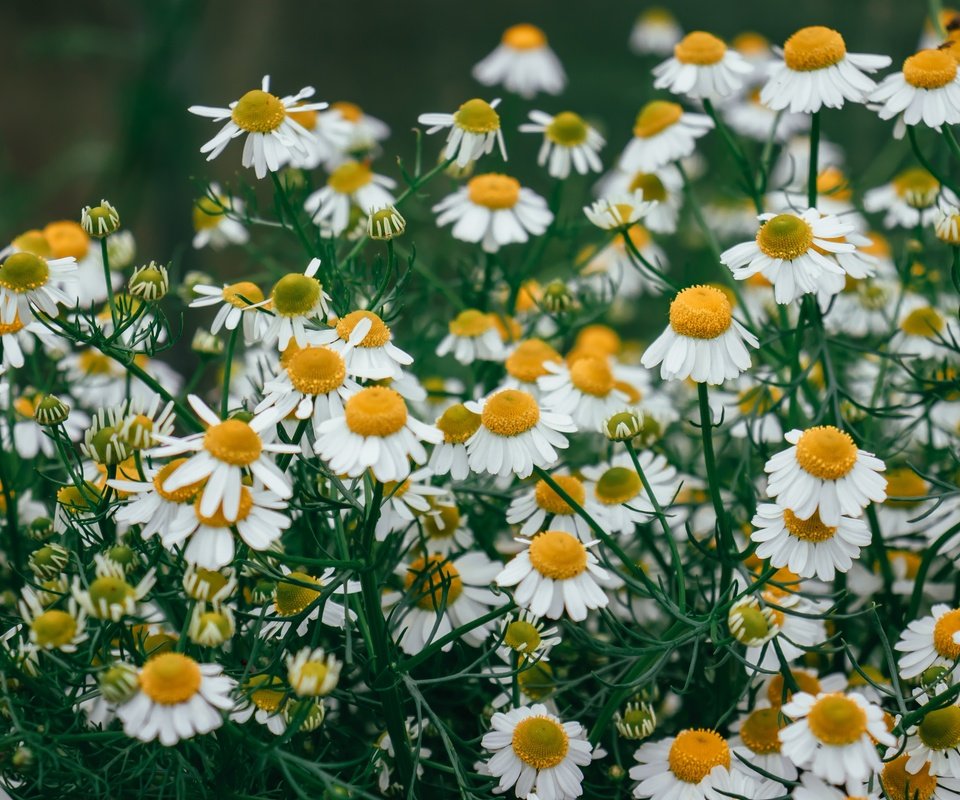 Обои цветы, ромашки, белые, много, полевые, боке, flowers, chamomile, white, a lot, field, bokeh разрешение 6000x4000 Загрузить