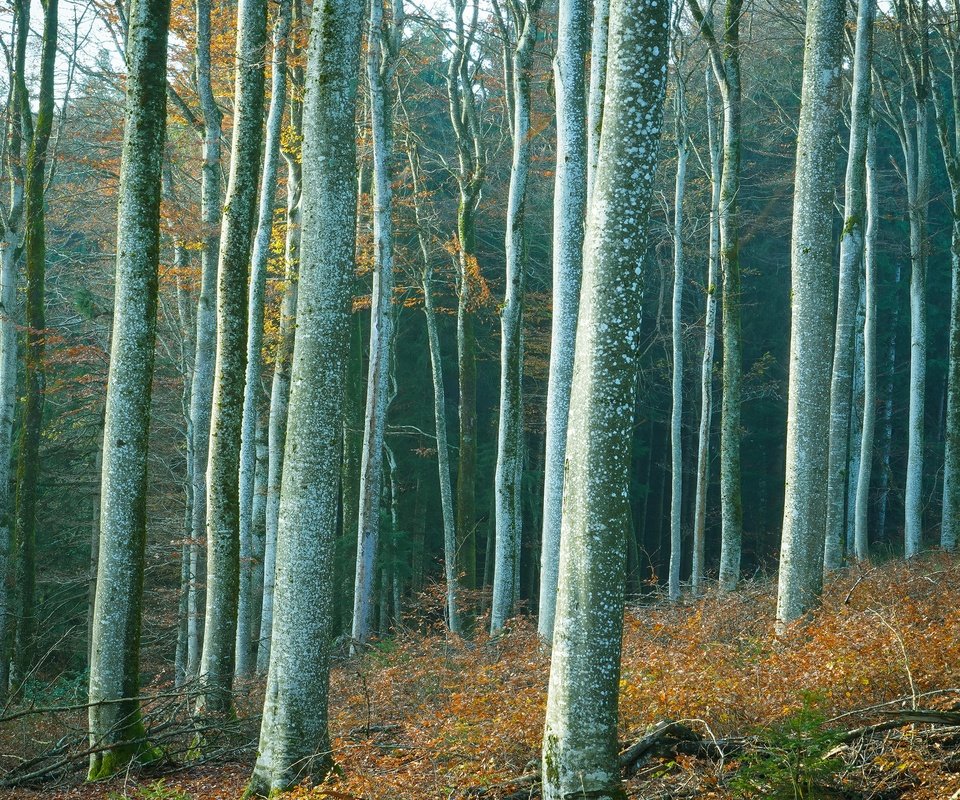 Обои деревья, лес, стволы, trees, forest, trunks разрешение 3840x2160 Загрузить