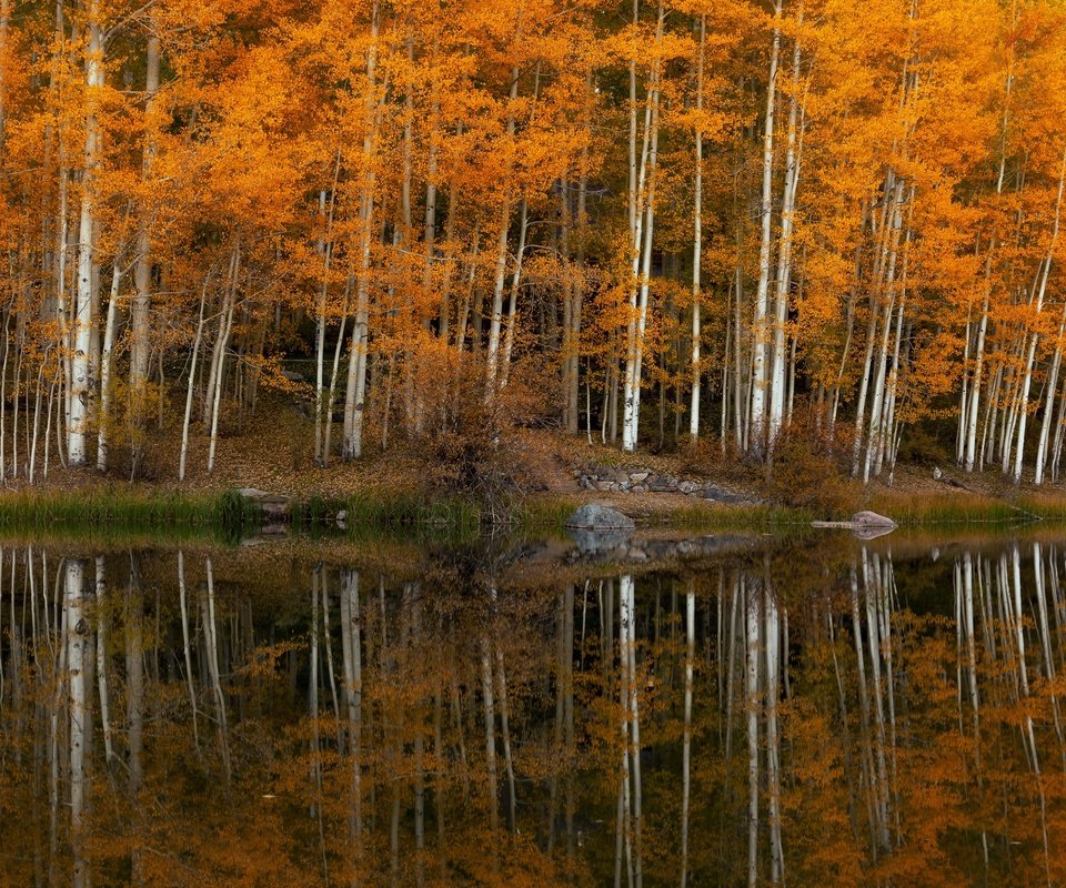 Обои деревья, озеро, trees, lake разрешение 3840x2160 Загрузить