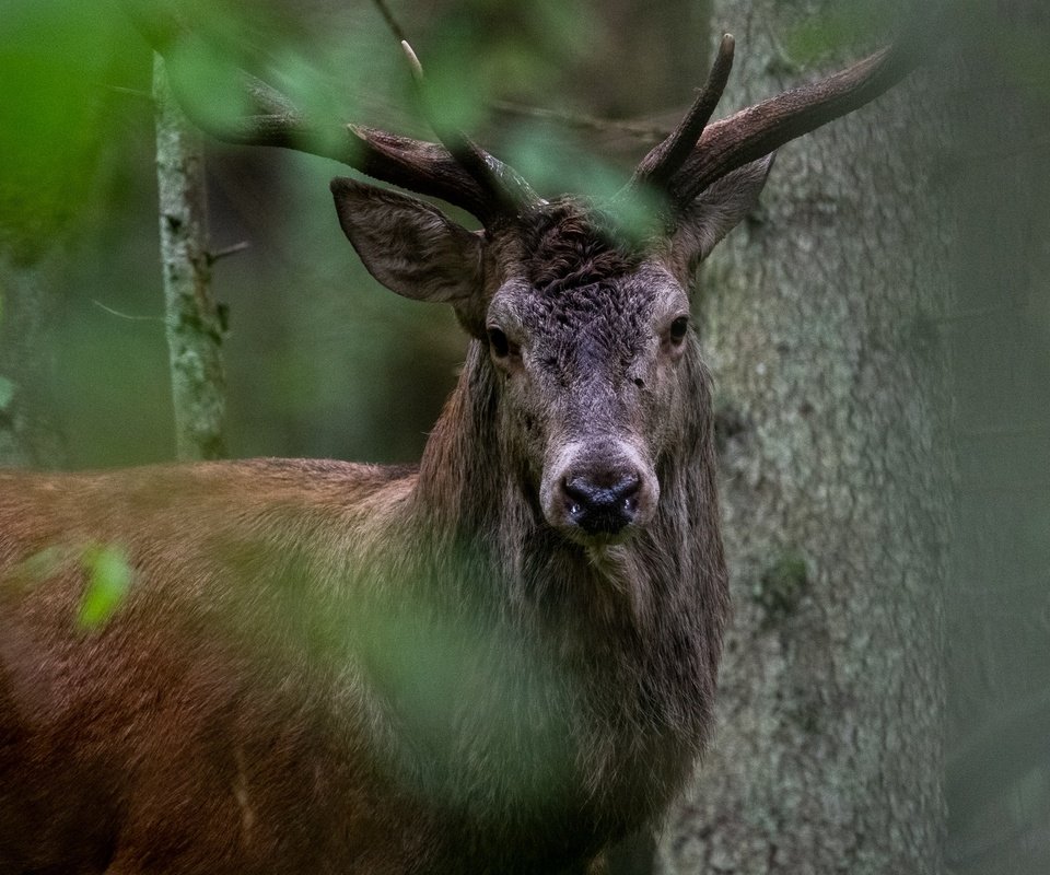 Обои деревья, природа, лес, олень, животное, trees, nature, forest, deer, animal разрешение 2047x1365 Загрузить