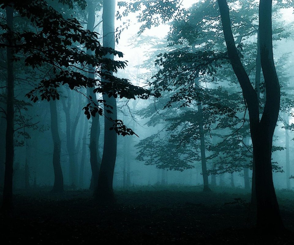 Обои деревья, природа, лес, туман, темно, trees, nature, forest, fog, dark разрешение 1920x1200 Загрузить