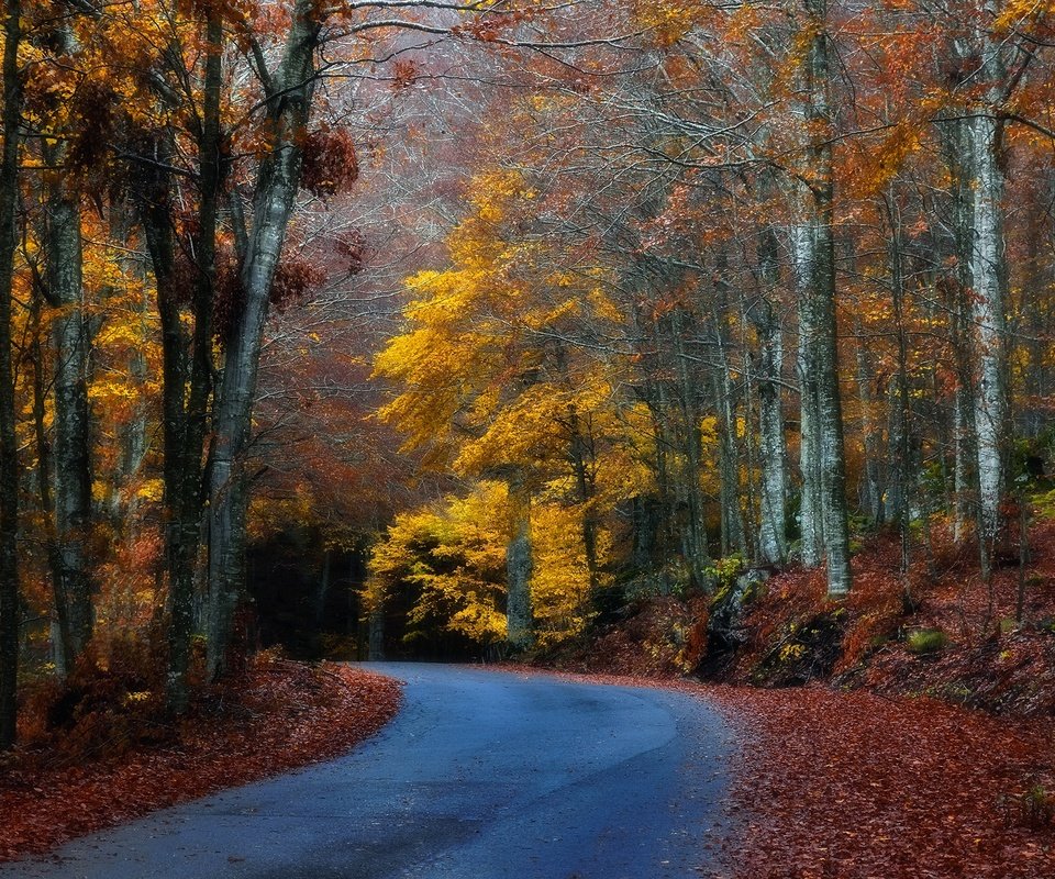 Обои дорога, деревья, лес, листья, осень, поворот, road, trees, forest, leaves, autumn, turn разрешение 2048x1365 Загрузить