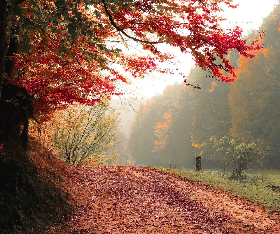 Обои дорога, деревья, природа, лес, туман, осень, road, trees, nature, forest, fog, autumn разрешение 3118x1944 Загрузить