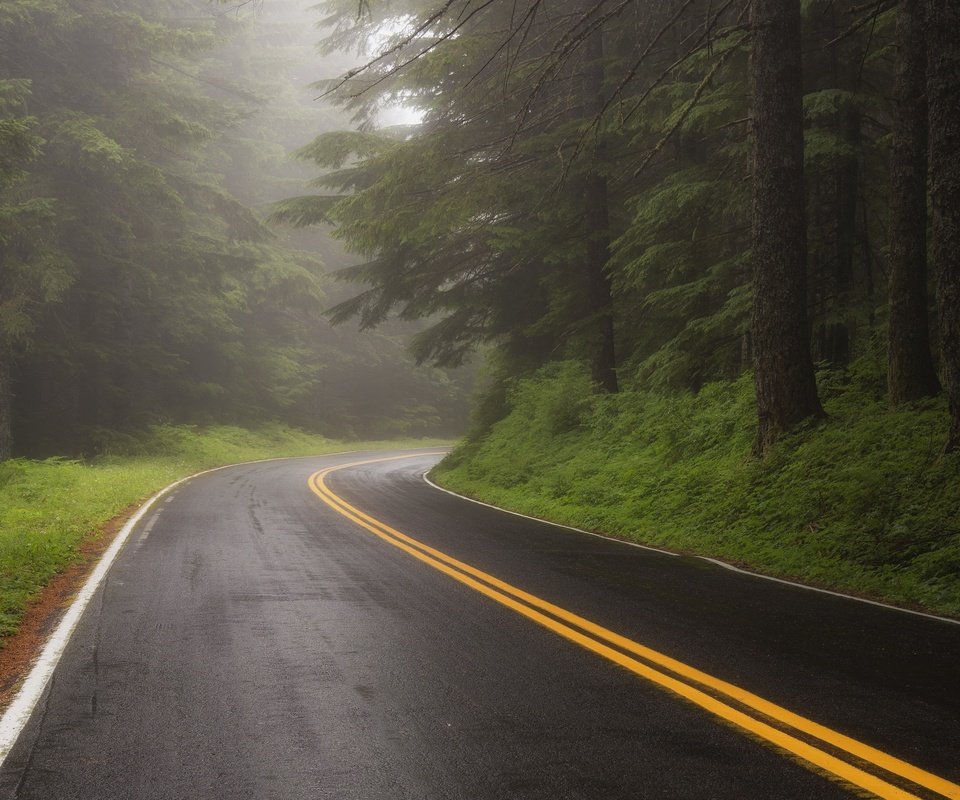 Обои дорога, лес, туман, road, forest, fog разрешение 3840x2160 Загрузить