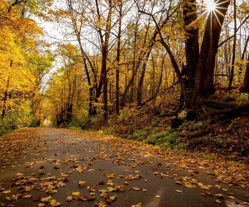 Обои дорога, парк, осень, road, park, autumn разрешение 3840x2160 Загрузить