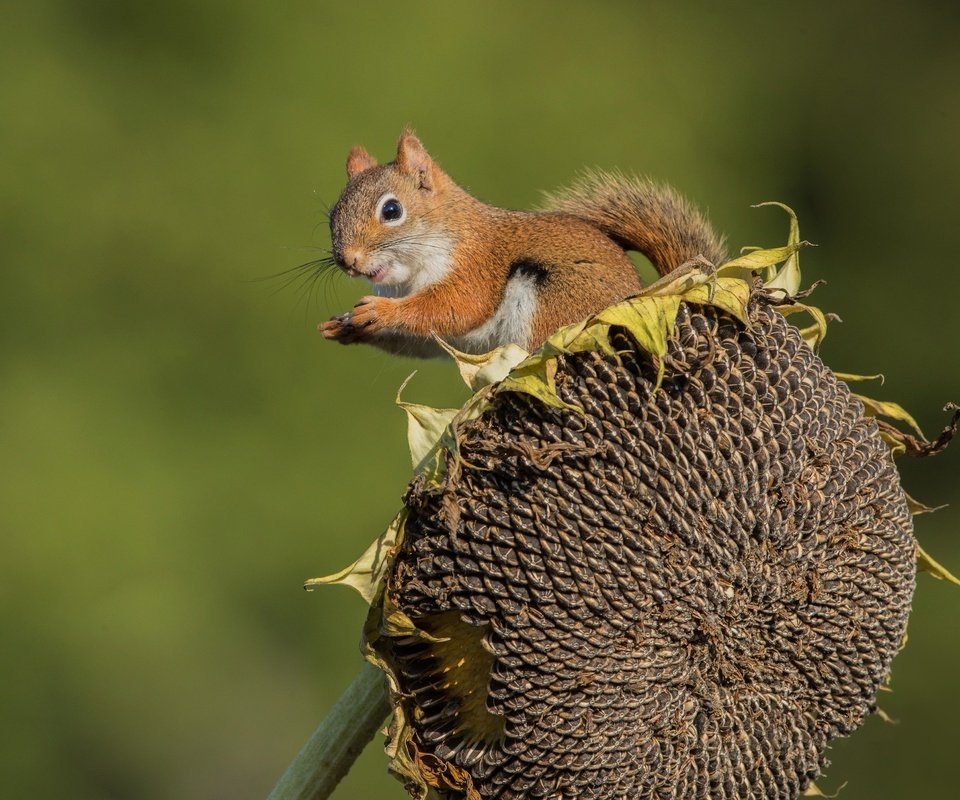 Обои фон, подсолнух, белка, семечки, background, sunflower, protein, seeds разрешение 4096x2902 Загрузить