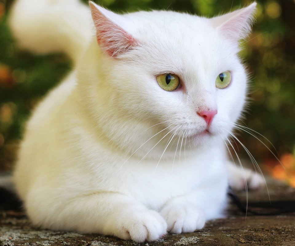 Обои кот, кошка, взгляд, белая, боке, cat, look, white, bokeh разрешение 3840x2160 Загрузить