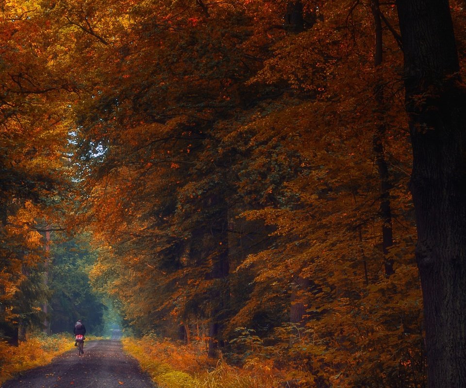 Обои лес, осень, forest, autumn разрешение 2560x1588 Загрузить