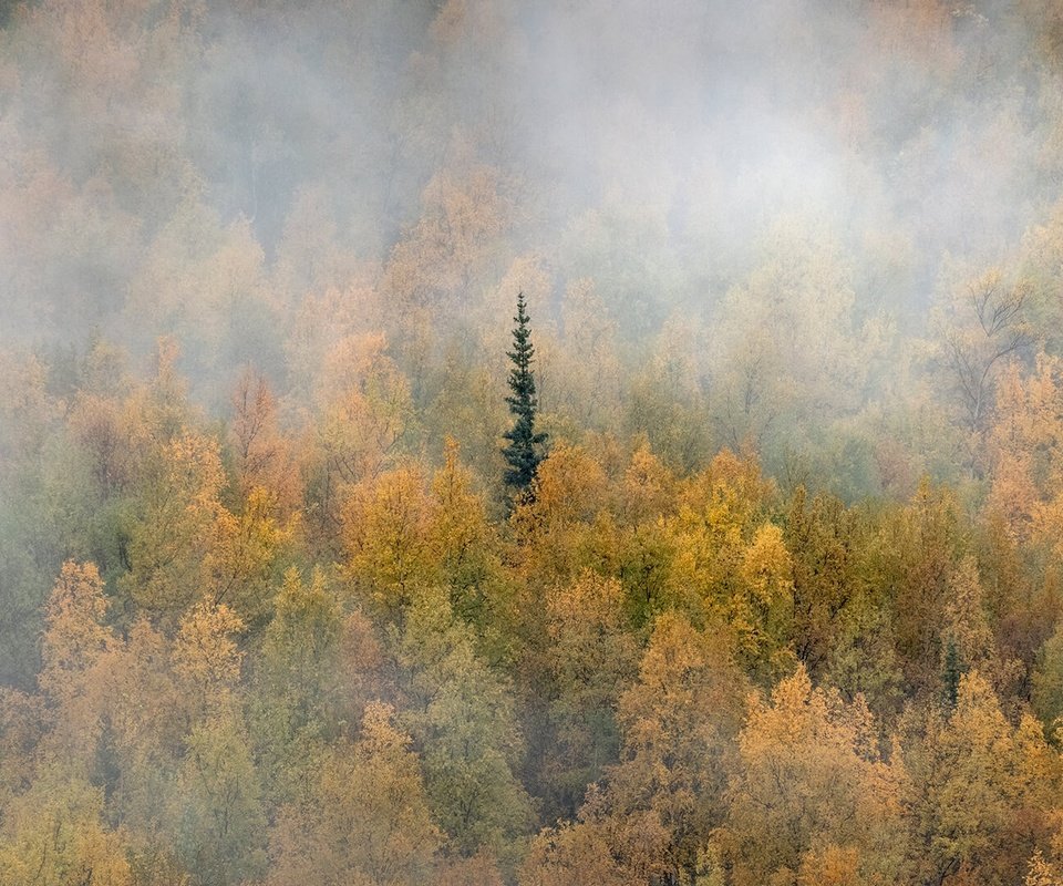 Обои лес, туман, осень, канада, юкон, forest, fog, autumn, canada, yukon разрешение 1920x1080 Загрузить