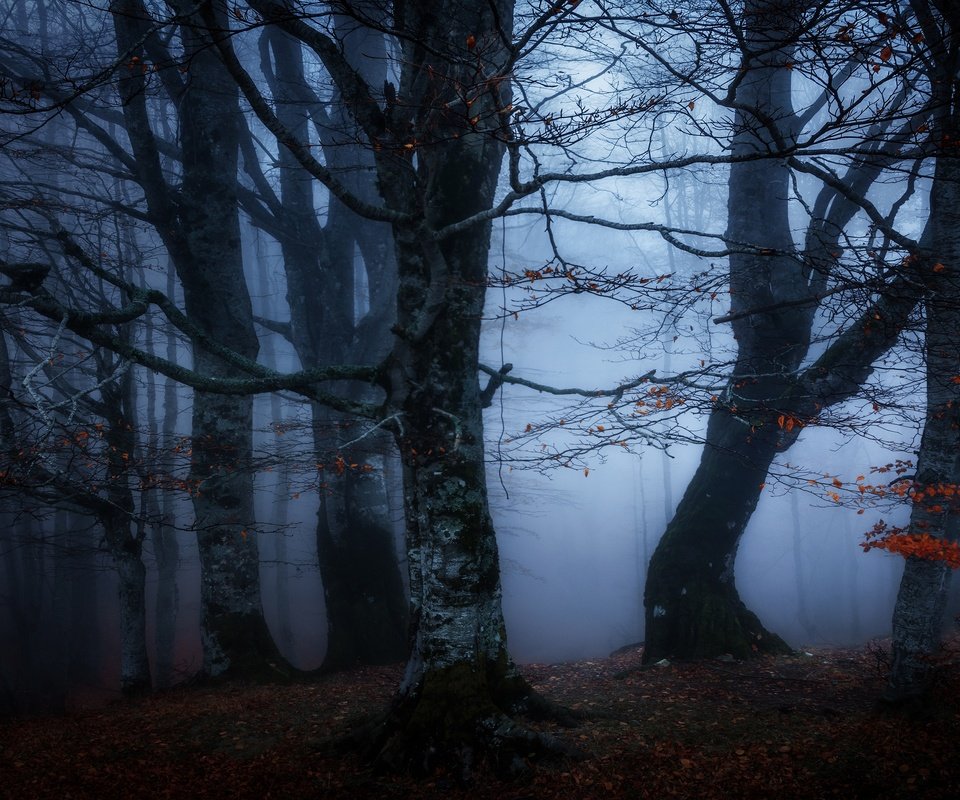 Обои лес, туман, ветки, осень, сумерки, полумрак, forest, fog, branches, autumn, twilight разрешение 3840x2160 Загрузить