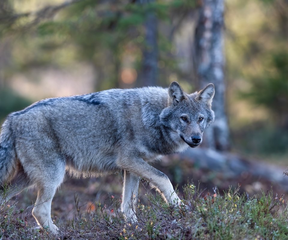 Обои лес, взгляд, серый, прогулка, волк, крадётся, forest, look, grey, walk, wolf, sneaks разрешение 5568x3712 Загрузить