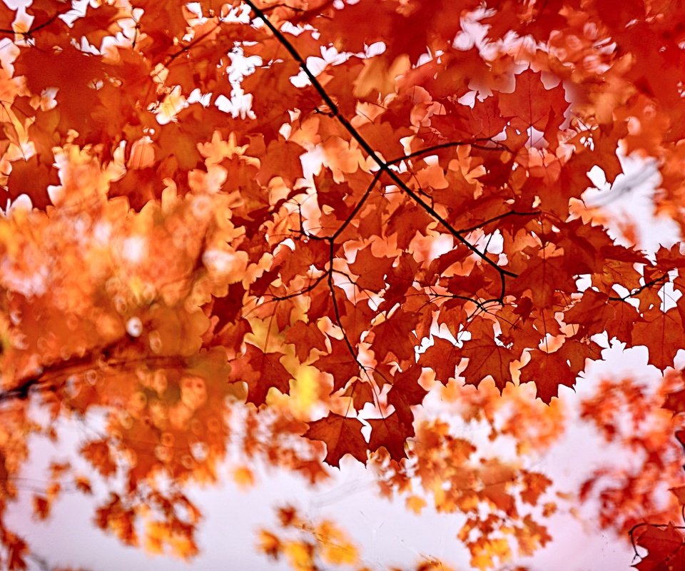 Обои листья, клен, багрянец, leaves, maple, the crimson разрешение 4096x2730 Загрузить