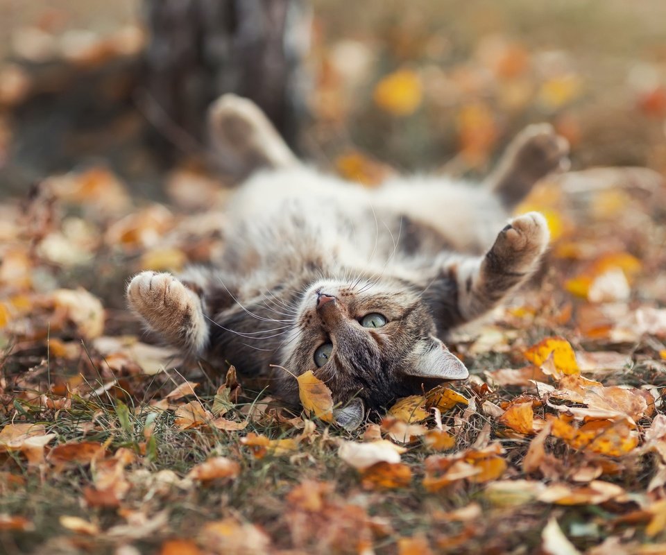 Обои листья, кот, осень, leaves, cat, autumn разрешение 1920x1199 Загрузить