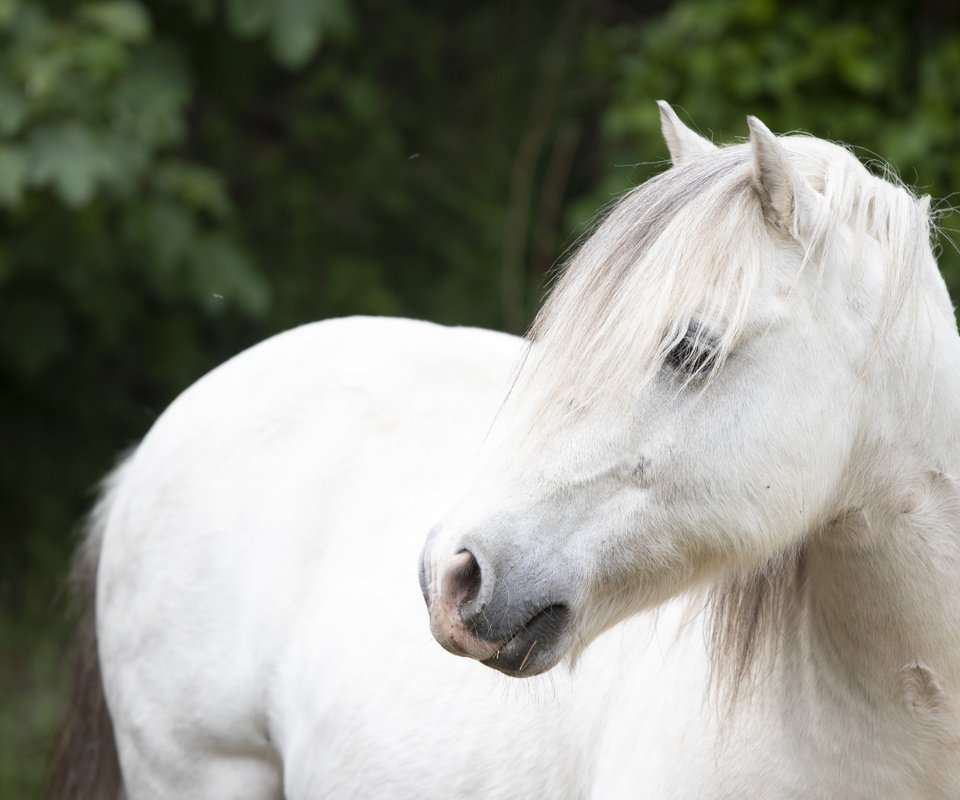 Обои лошадь, взгляд, конь, белая, horse, look, white разрешение 6000x4000 Загрузить