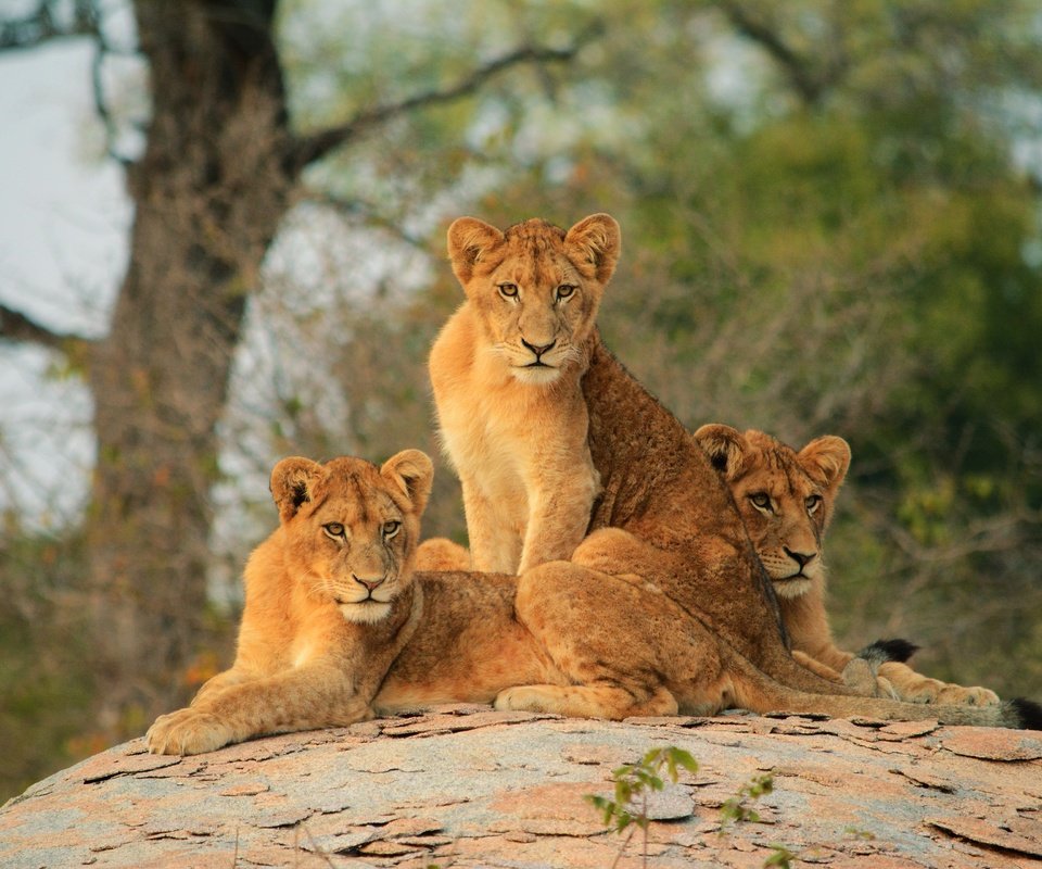 Обои львы, львята, lions, the cubs разрешение 3840x2560 Загрузить