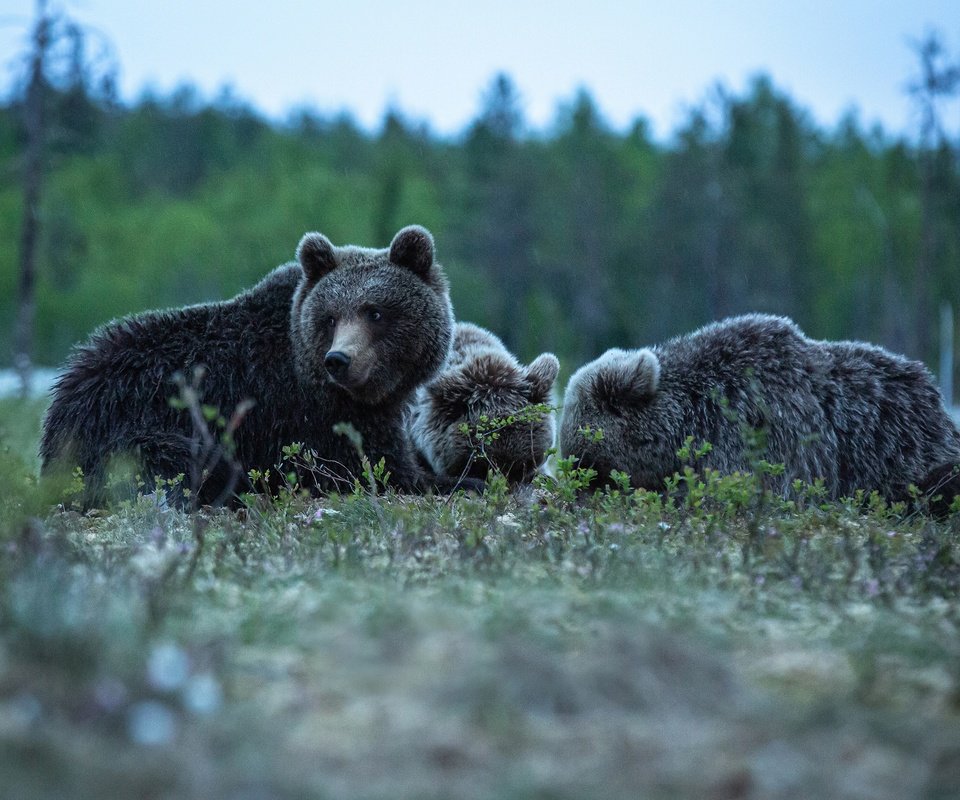 Обои медведи, bears разрешение 3200x2000 Загрузить