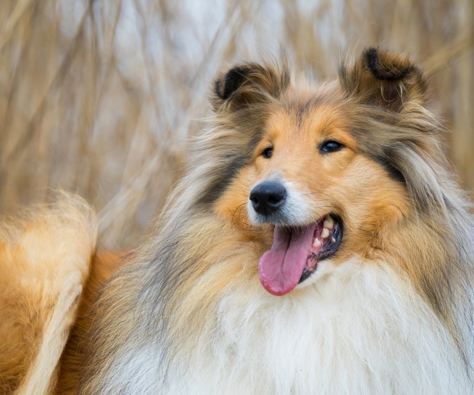 Обои морда, фон, собака, колли, face, background, dog, collie разрешение 5608x3739 Загрузить