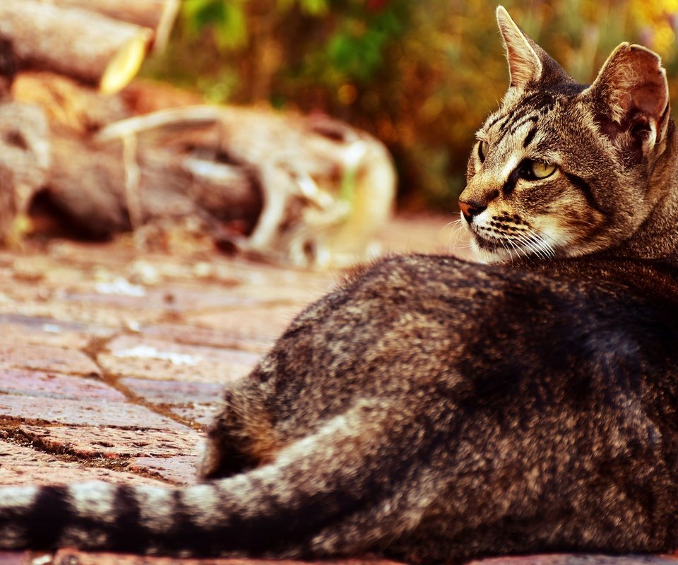 Обои морда, поза, кот, кошка, взгляд, спина, хвост, бревна, боке, bokeh, face, pose, cat, look, back, tail, logs разрешение 3840x2160 Загрузить