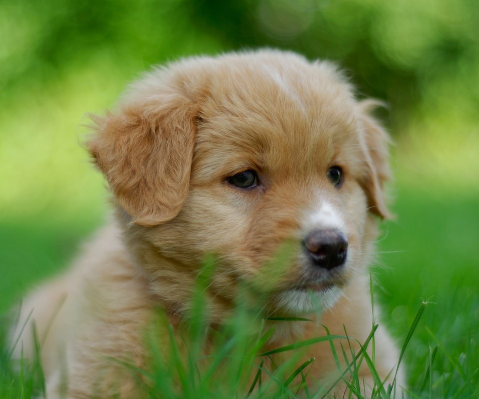 Обои портрет, собака, щенок, песик, мордашка, боке, portrait, dog, puppy, doggie, face, bokeh разрешение 4291x2848 Загрузить