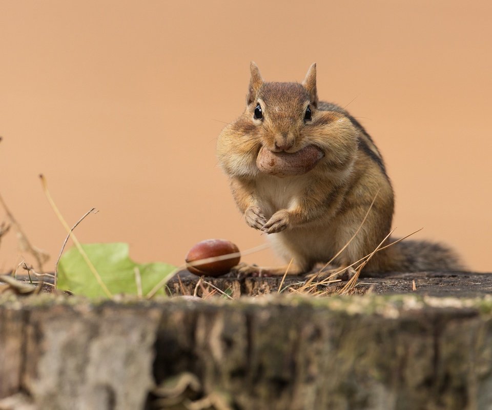 Обои поза, взгляд, сидит, орех, пень, бурундук, трапеза, pose, look, sitting, walnut, stump, chipmunk, meal разрешение 2998x2241 Загрузить