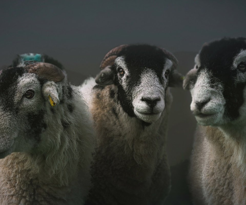 Обои природа, фон, овцы, nature, background, sheep разрешение 3840x2160 Загрузить