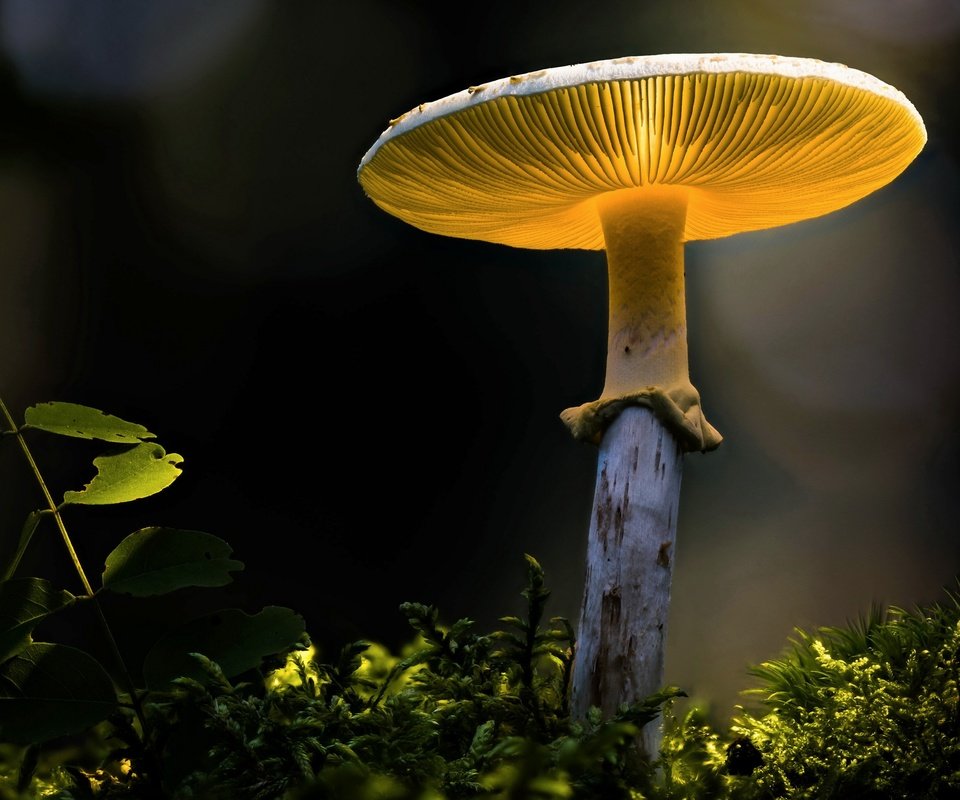 Обои природа, гриб, nature, mushroom разрешение 3840x2160 Загрузить