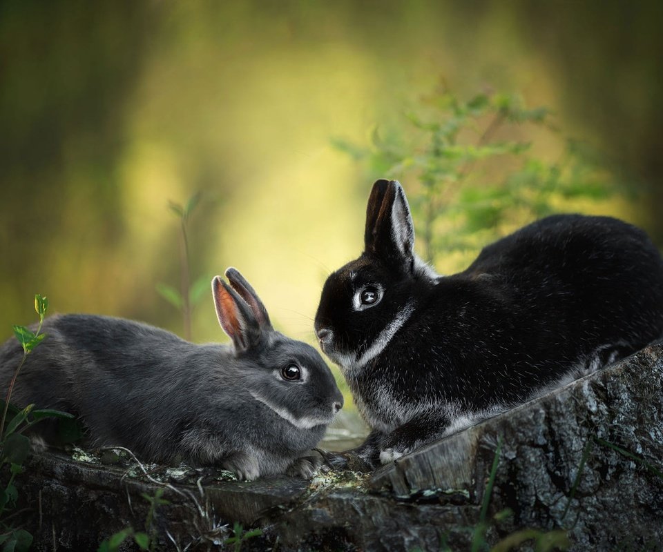 Обои природа, кролик, кролики, пень, зайчики, nature, rabbit, rabbits, stump, bunnies разрешение 2000x1328 Загрузить
