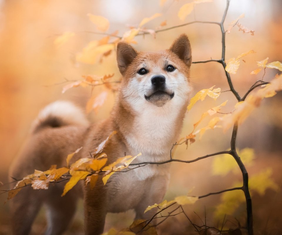 Обои природа, листья, ветки, осень, собака, сиба-ину, nature, leaves, branches, autumn, dog, shiba inu разрешение 2000x1334 Загрузить