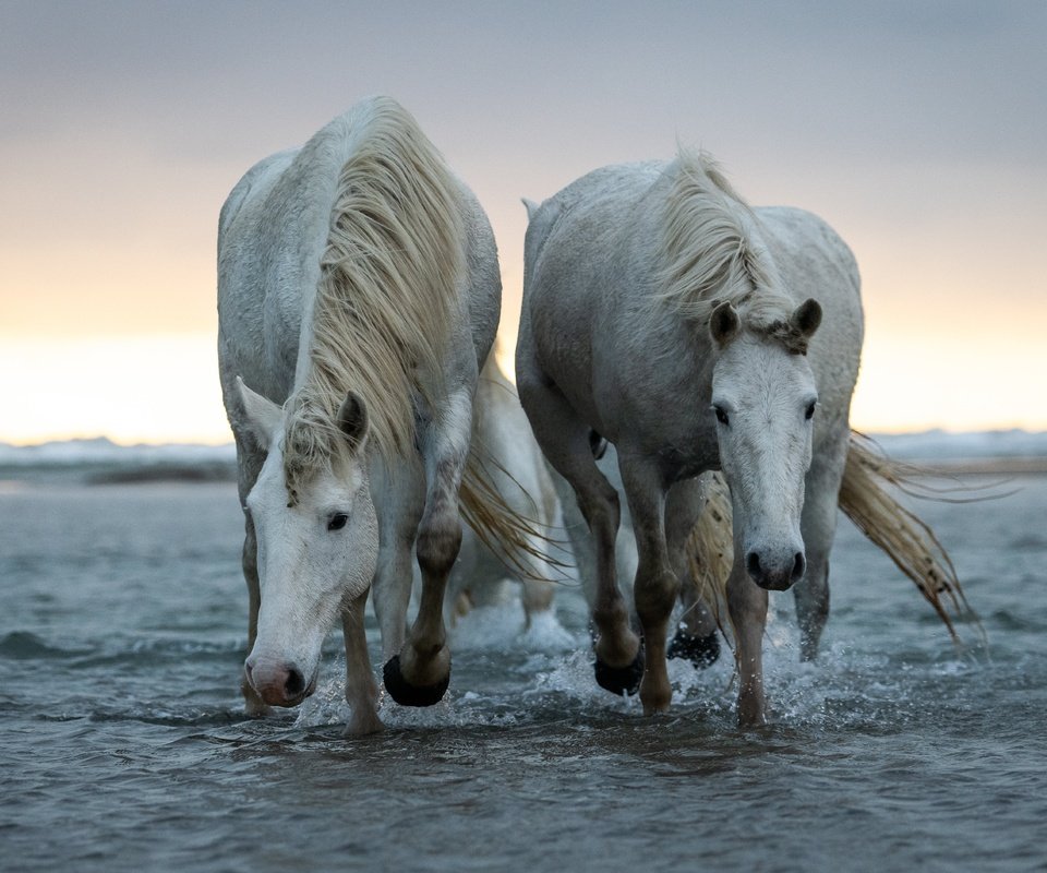 Обои природа, море, пара, белые, лошади, кони, nature, sea, pair, white, horse, horses разрешение 6144x3771 Загрузить
