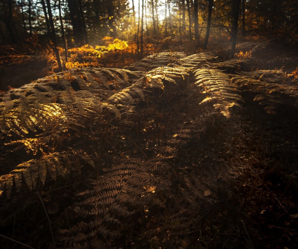 Обои природа, осень, папоротники, nature, autumn, ferns разрешение 3840x2160 Загрузить