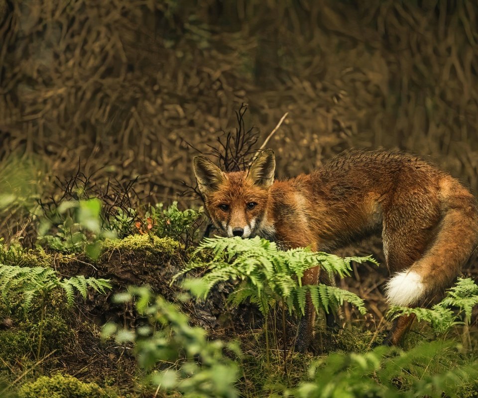 Обои природа, поза, взгляд, лиса, папоротник, заросли, боке, nature, pose, look, fox, fern, thickets, bokeh разрешение 3840x2560 Загрузить