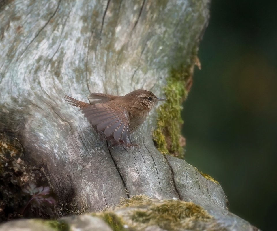 Обои природа, птица, крапивник, nature, bird, wren разрешение 3192x2124 Загрузить