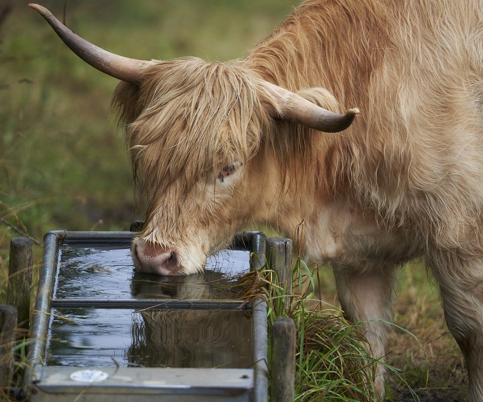 Обои природа, скот, пастбище, водопой, nature, cattle, pasture, drink разрешение 3840x2160 Загрузить