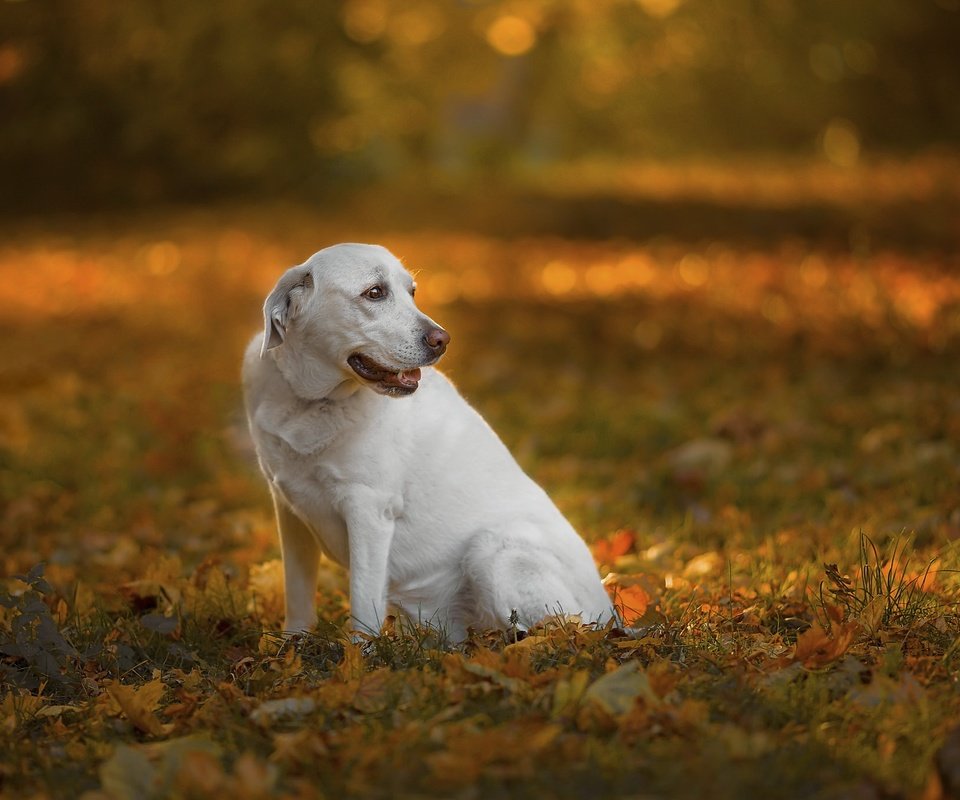 Обои природа, собака, nature, dog разрешение 2048x1365 Загрузить