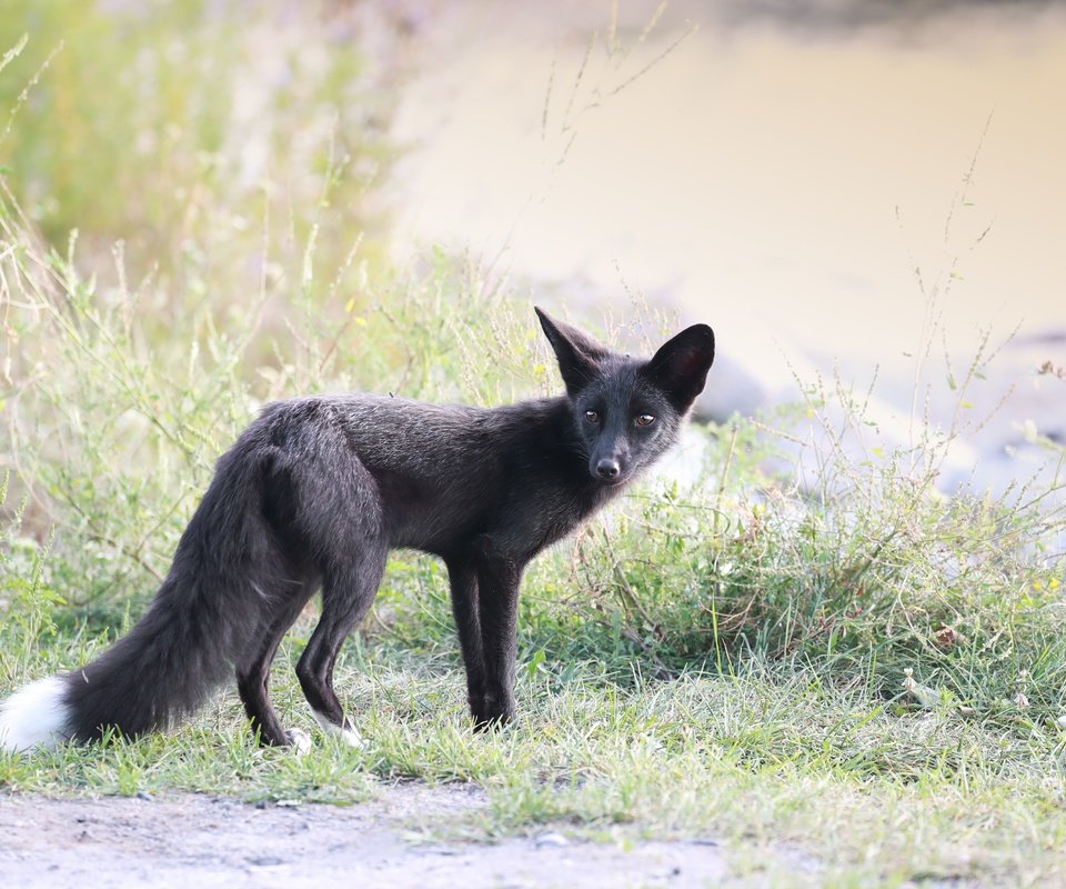 Обои природа, туман, чернобурая лисица, nature, fog, silver fox разрешение 4664x3109 Загрузить