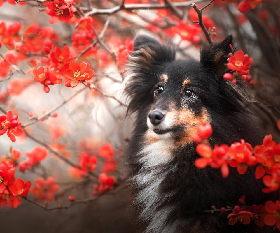 Обои природа, ветки, собака, шелти, nature, branches, dog, sheltie разрешение 2048x1366 Загрузить