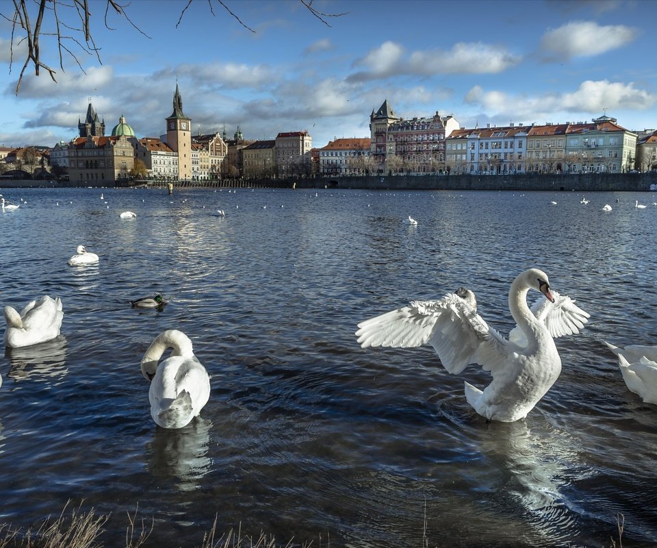 Обои река, город, дома, птицы, здания, прага, лебеди, чехия, river, the city, home, birds, building, prague, swans, czech republic разрешение 2938x1817 Загрузить