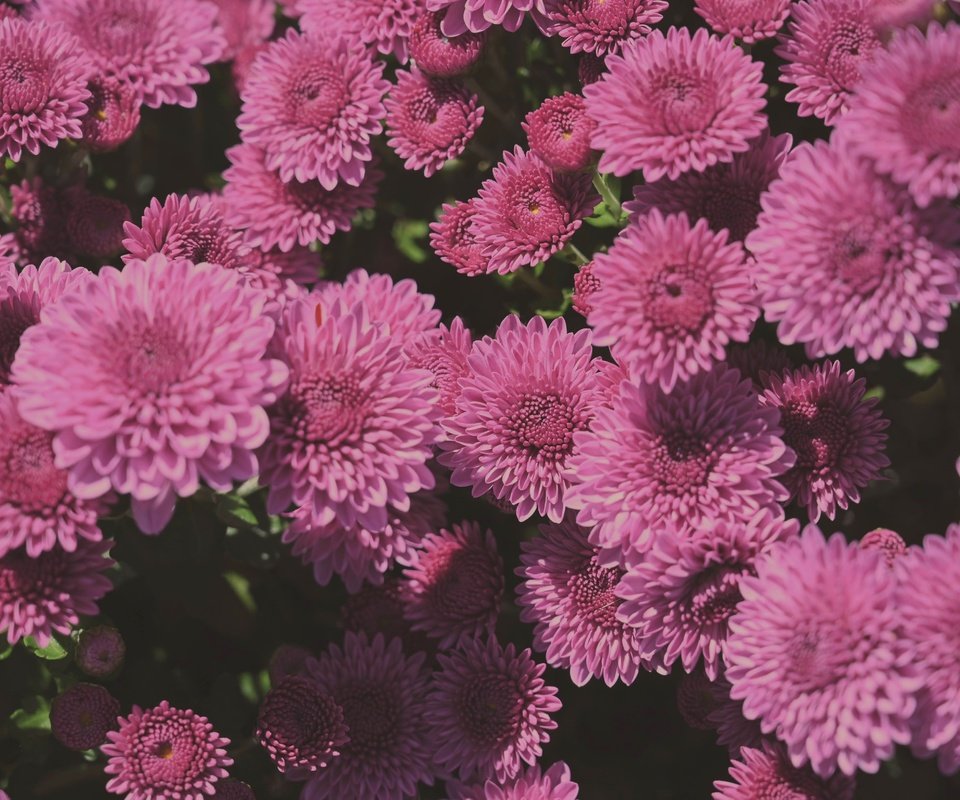 Обои цветы, лепестки, розовые, куст, много, хризантемы, flowers, petals, pink, bush, a lot, chrysanthemum разрешение 4903x3262 Загрузить